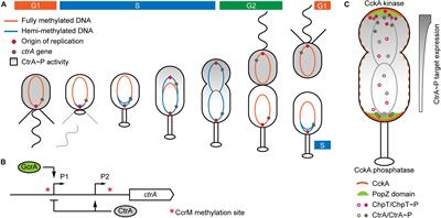 Connection Between Chromosomal Location and Function of CtrA Phosphorelay Genes in Alphaproteobacteria